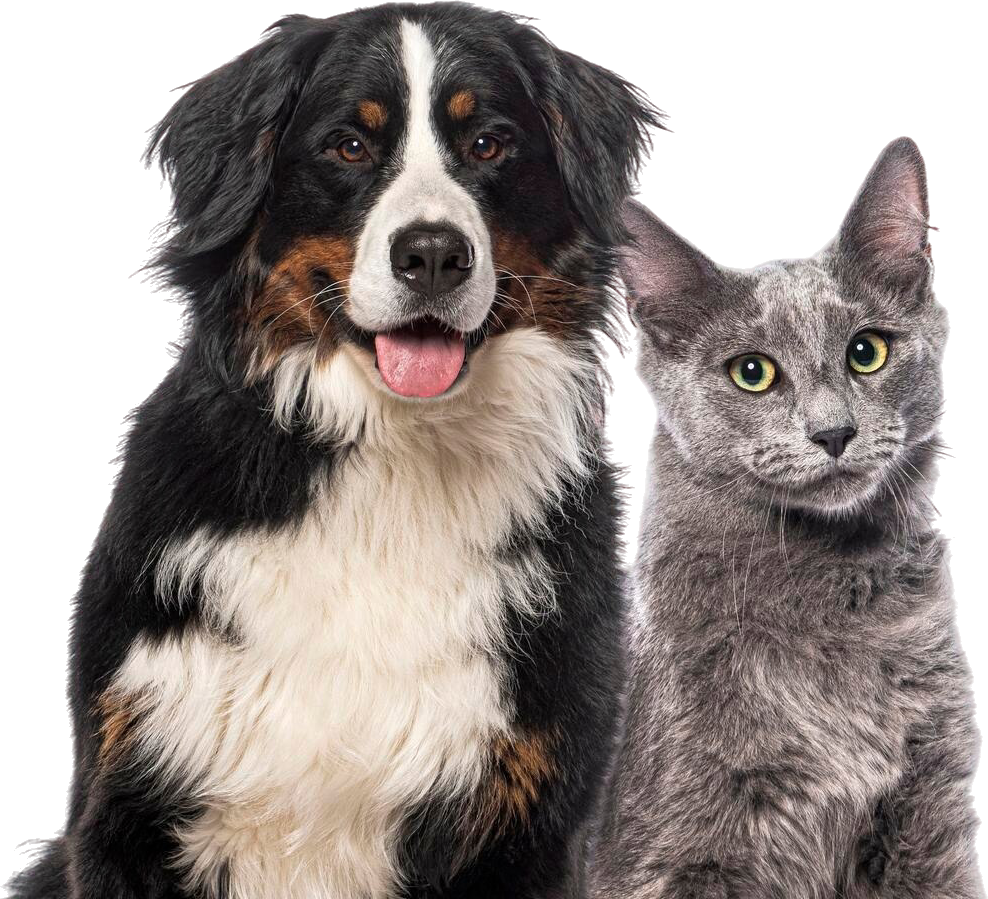 Adorable fluffy dog representing the LilPAWS pet community - a cute companion waiting for adoption